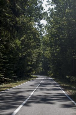 Beyaz Rusya, Doğa, Bialowieza orman