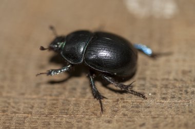 böcek, böcek, böcek