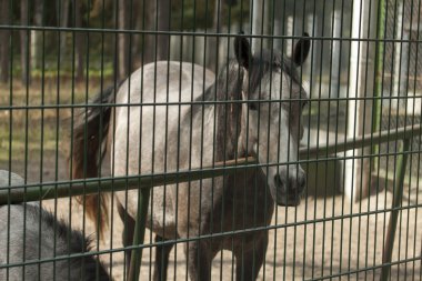 at, rezerv, Beyaz Rusya