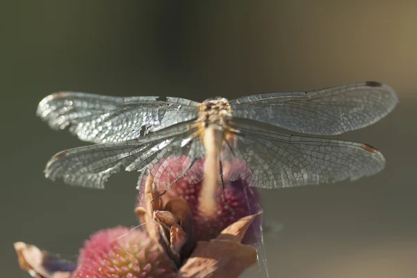 Yusufçuk, böcek, tozlaşma — Stok fotoğraf