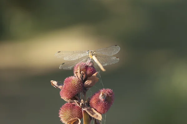 Libélula, insectos, polinización — Foto de Stock