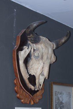 Müze, sergi, hayvan