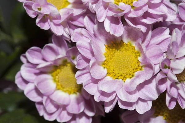 Flores — Foto de Stock