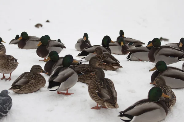 Ducks — Stock fotografie