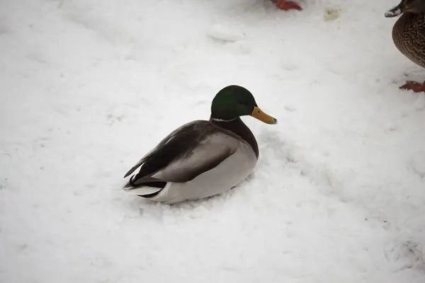 Ducks — Stock fotografie