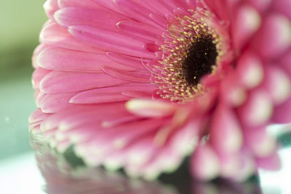 Flor, gerberas —  Fotos de Stock