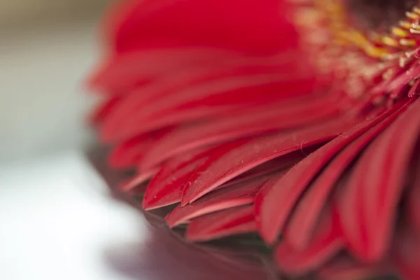 Virág, gerbera — Stock Fotó