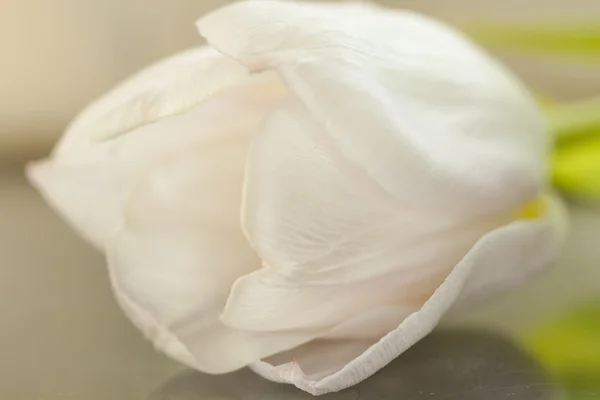 Цветок, тюльпан — стоковое фото