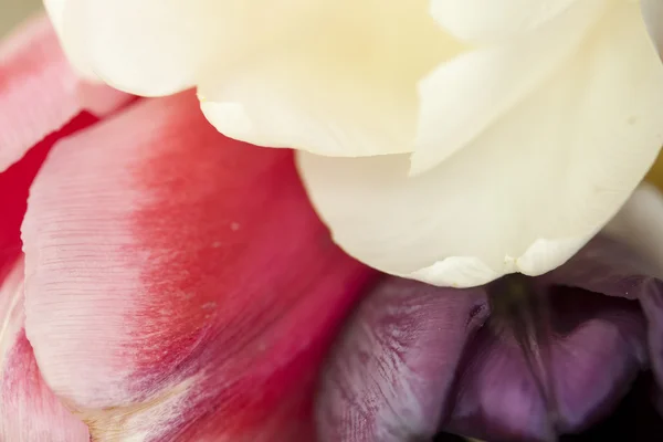 Flor, tulipán —  Fotos de Stock