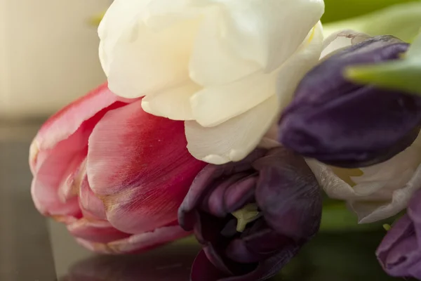 Flor, tulipán — Foto de Stock