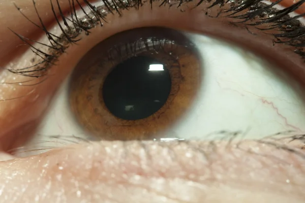 Occhio marrone — Foto Stock