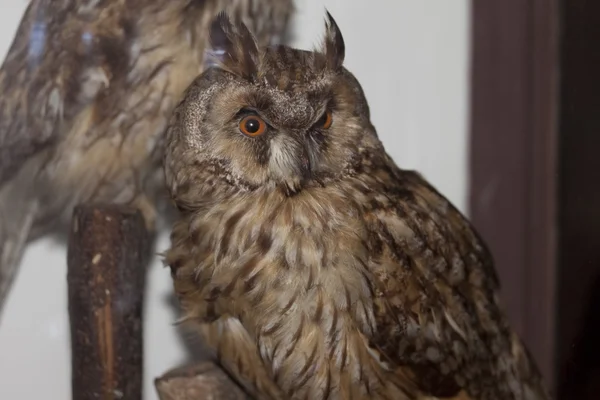 Owl, eagle-owl — Stock Photo, Image