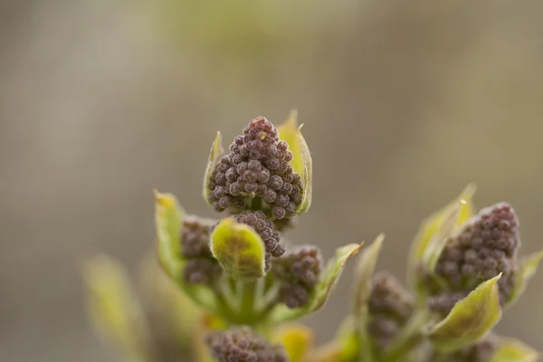 Flor. — Foto de Stock