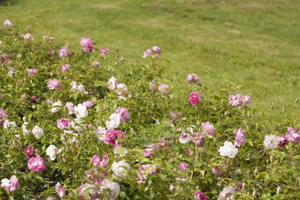 Rose, blomst, park – stockfoto