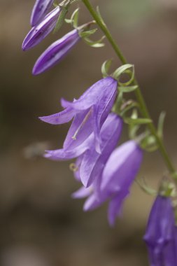 Çiçek, bellflower, park