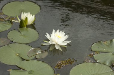 Lotus, gölet, su
