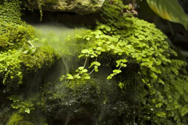 Doğa, bitki, Bahçe