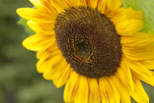 Sunflower, flower, bloom
