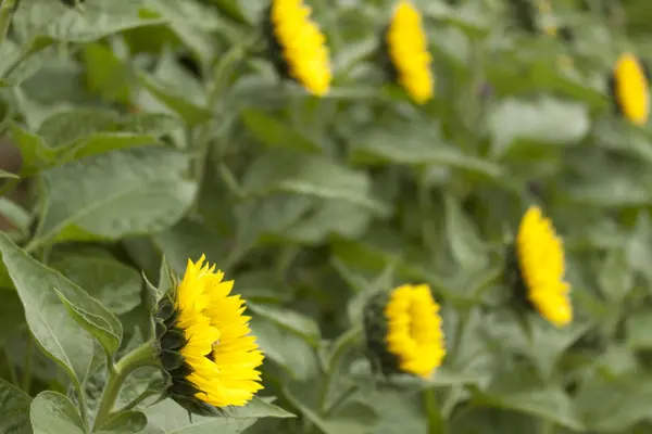 Sonnenblume, Blume, Blüte — Stockfoto