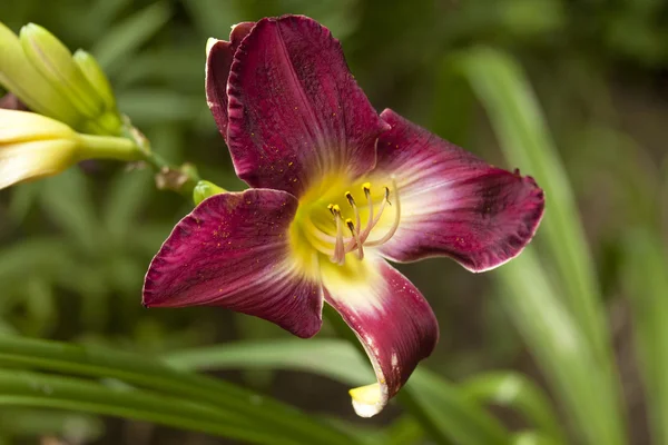 Lily, çiçek, Bahçe