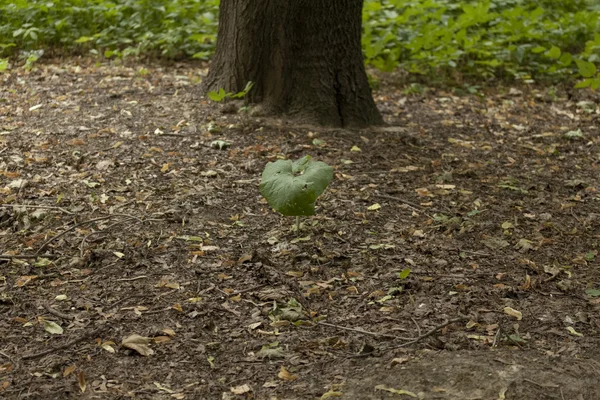 Naturaleza, árbol, parque — Foto de Stock