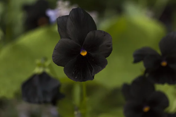 Amor em ócio, flor, jardim — Fotografia de Stock