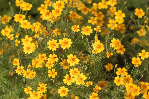 Flor, flor, jardim — Fotografia de Stock