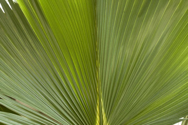 Palmera, planta, árbol — Foto de Stock