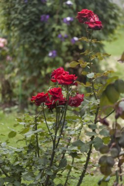 Çiçek, çiçek, bitki