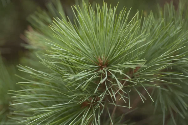 Conifer, miękkiego drewna, roślin — Zdjęcie stockowe