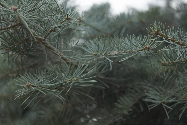 Conifer, puha fa, növényi — Stock Fotó