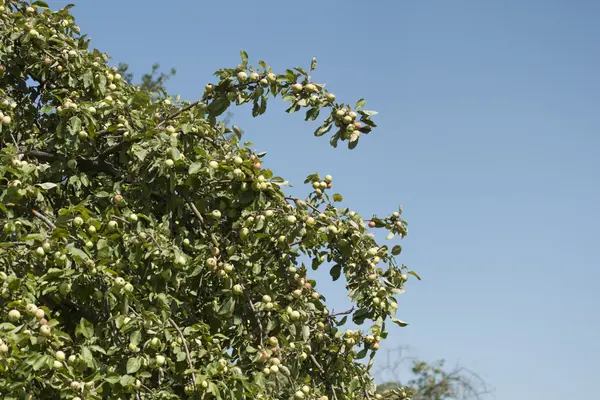 Árbol, planta, naturaleza — Foto de Stock