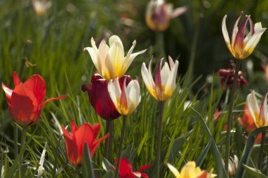 lale, çiçek, bahar