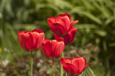 lale, çiçek, bahar