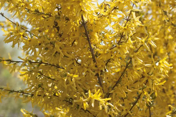 Drzewo, jesień, żółty — Zdjęcie stockowe