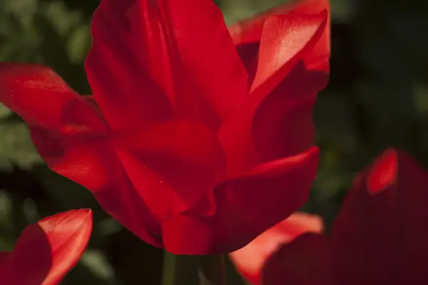 Tulpe, Blume, Frühling — Stockfoto