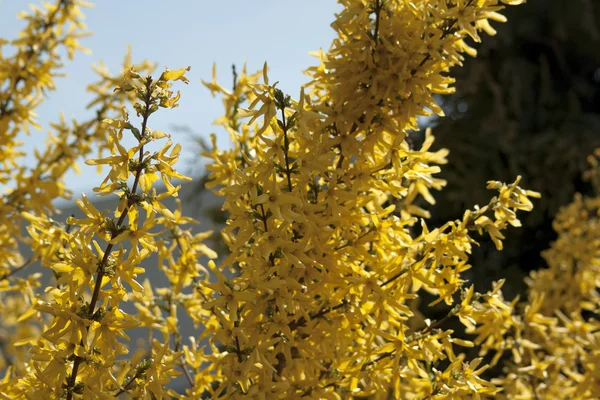 Strom, podzimní, žlutá — Stock fotografie