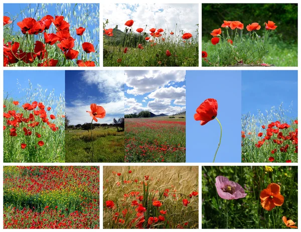 Collage made of poppy flowers — Stock Photo, Image