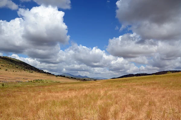 Landscape in summer — Stock Photo, Image