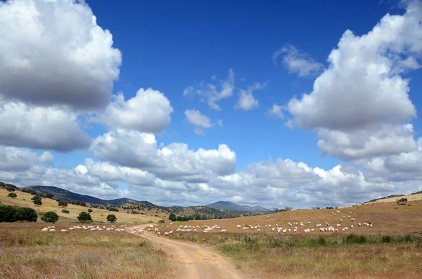 Landscape with flock — Stock Photo, Image