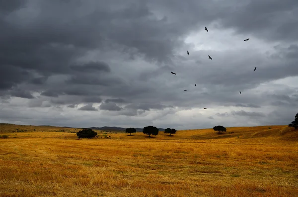 Summer landscape  and  a flock of vultures — Stock Photo, Image