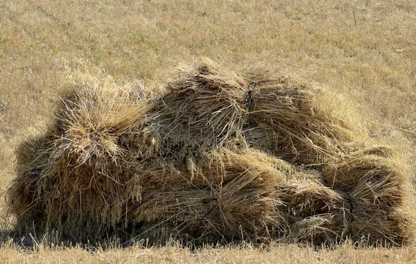 Truss of oat — Stock Photo, Image