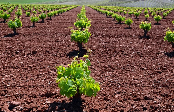 Landschap met wijngaarden — Stockfoto