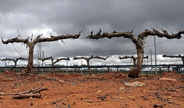 Vinhas e nuvens — Fotografia de Stock