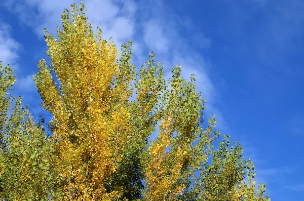 Populieren in de herfst — Stockfoto