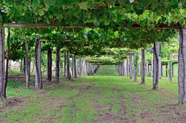 Yaz aylarında üzüm bağları