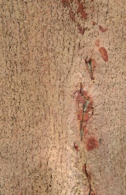 cork ağacının gövde