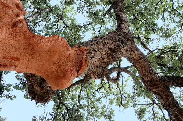 Alcornoque - quercus suber —  Fotos de Stock