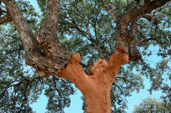 Коркове дерево — стокове фото