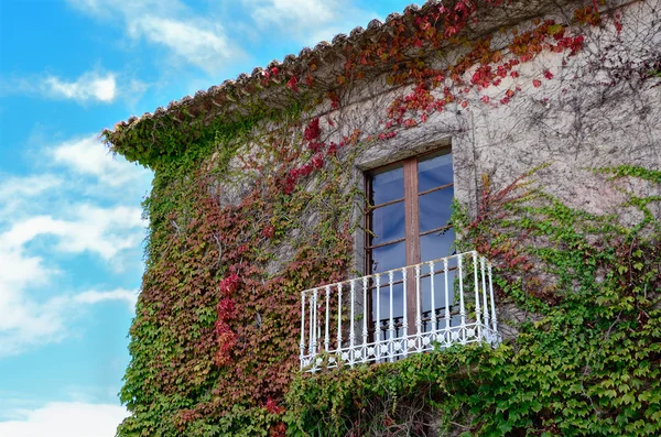 Ivy leaves and balcony — Stock Photo, Image